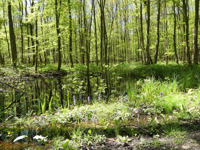 Kandler Stadtwald