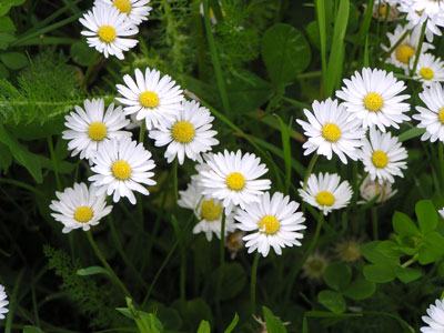 Homöopathie