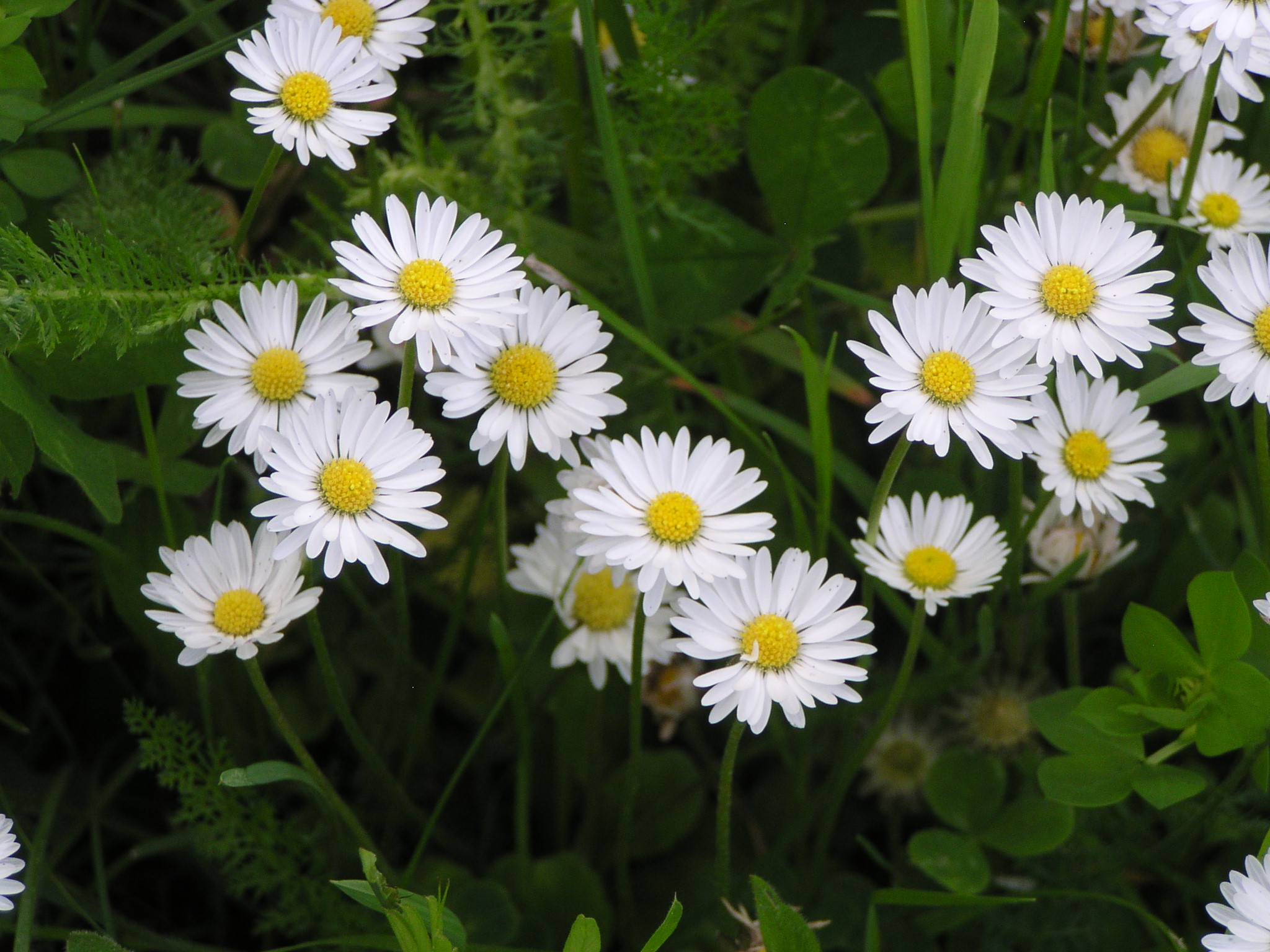 Homöopathie