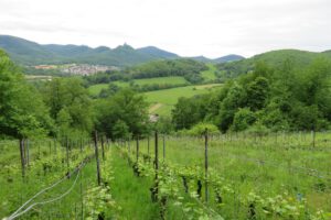 Wein Wald und Weide - Ute Seitz