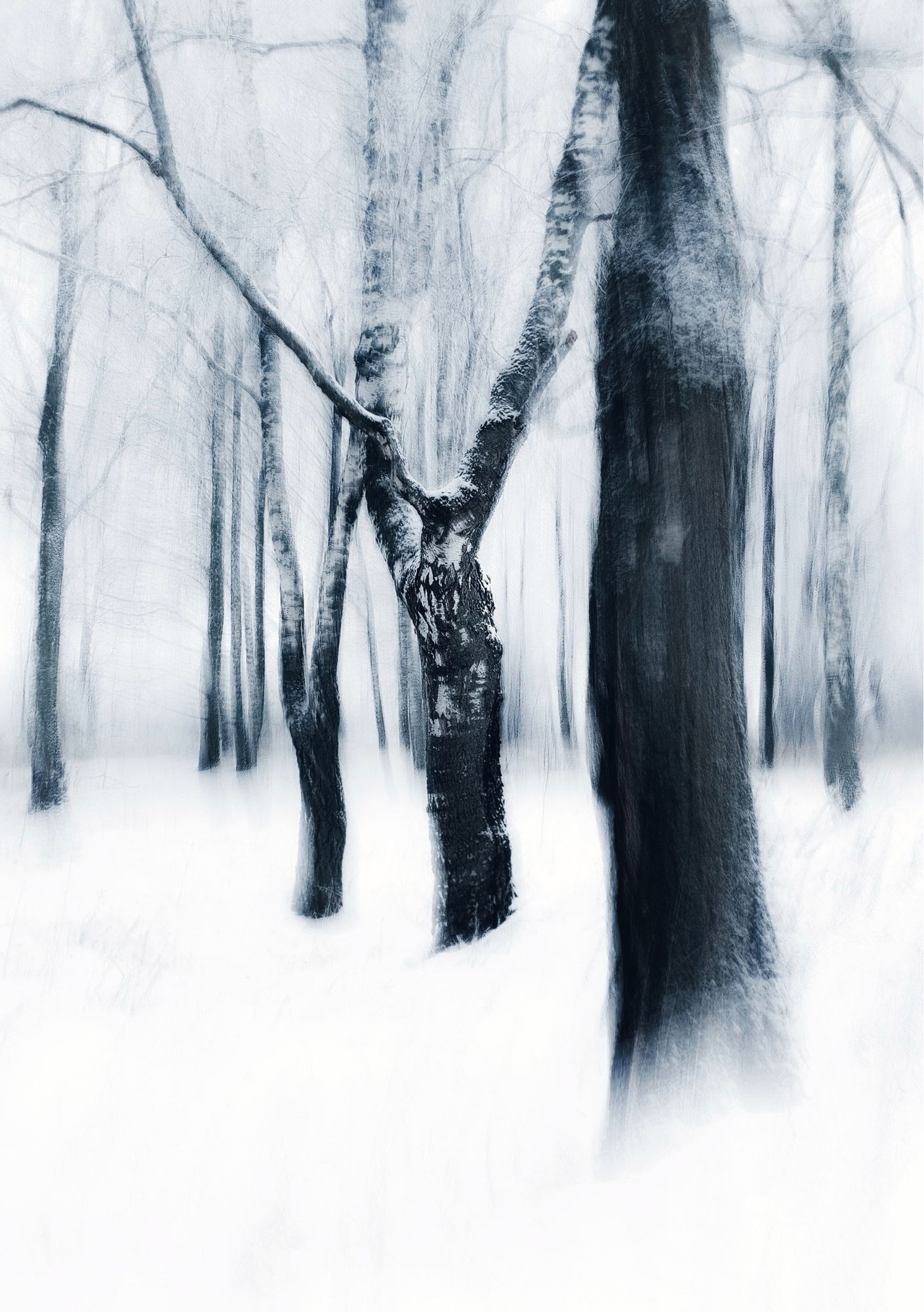 Wald mit Schnee und Nebel. Mystisch