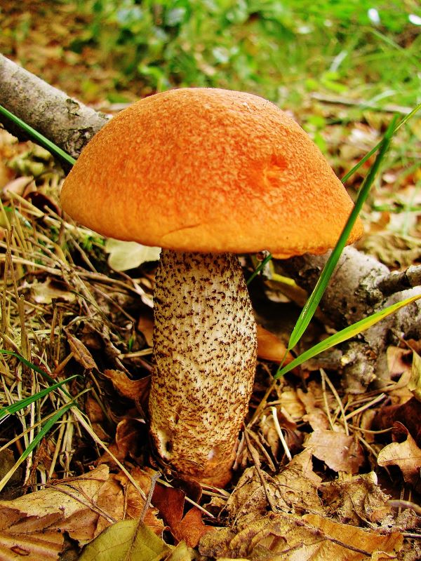 Pilz im Wald mit rotem Kopf