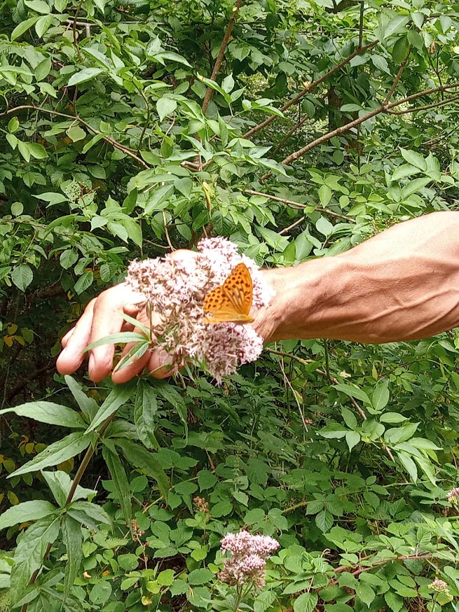 Schmetterling auf einer Hand