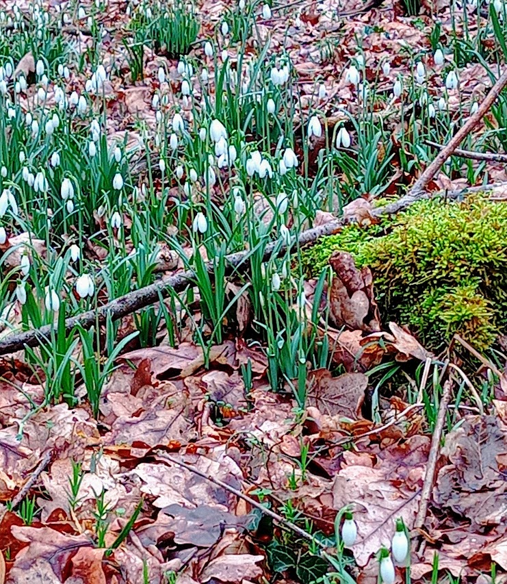 schneeglöckchen